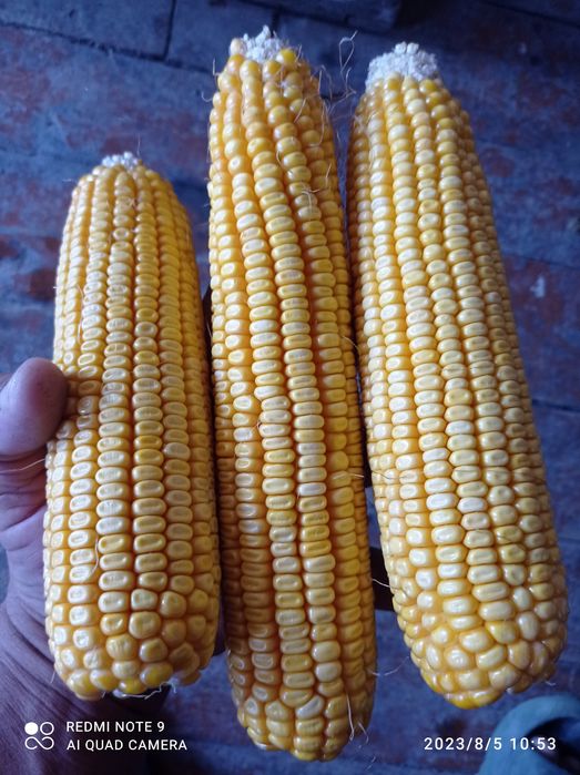 Gey ayiq jinsiy aloqa