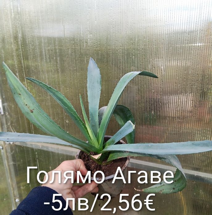 Аранжировки цветя за двора и стайни . Цени на снимките