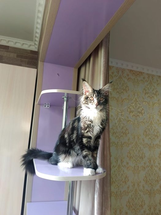 Кошка:Мейн-кун сатылады!