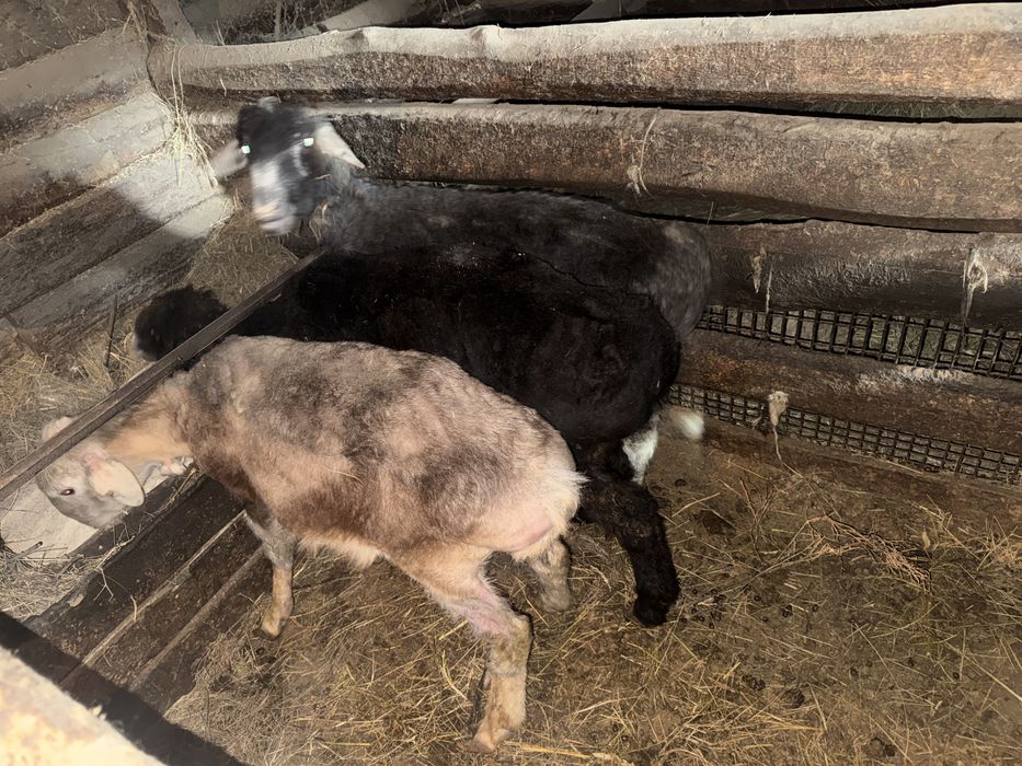 Семіз қойлар сатылады