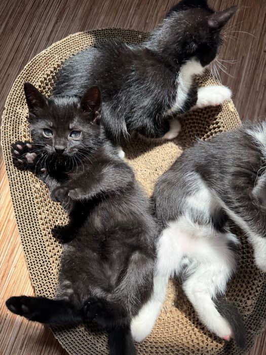 Отдам котят в добрые руки