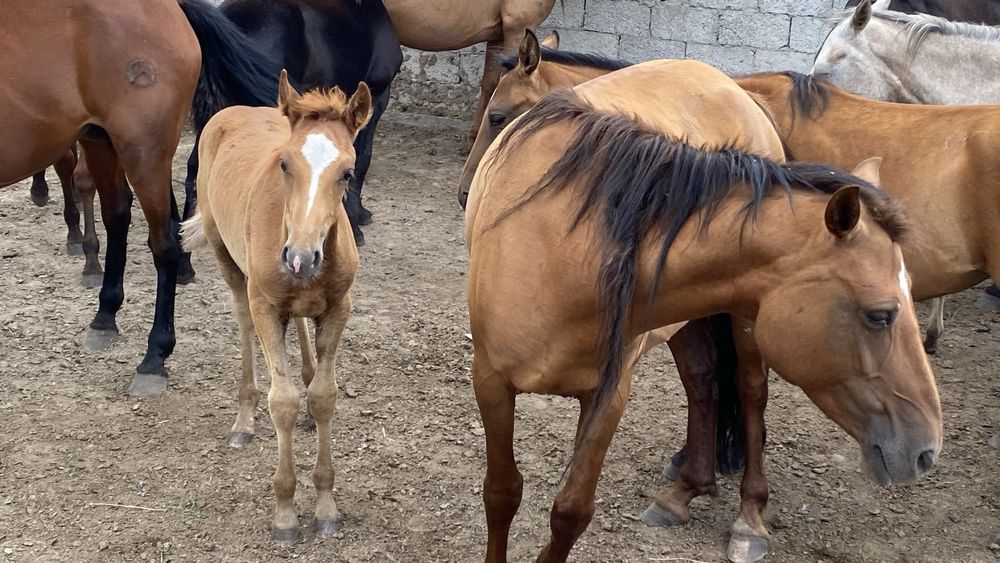 Құлынды бие сатылады