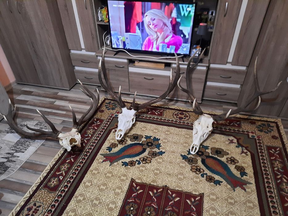 Trofee cerb/caprioare