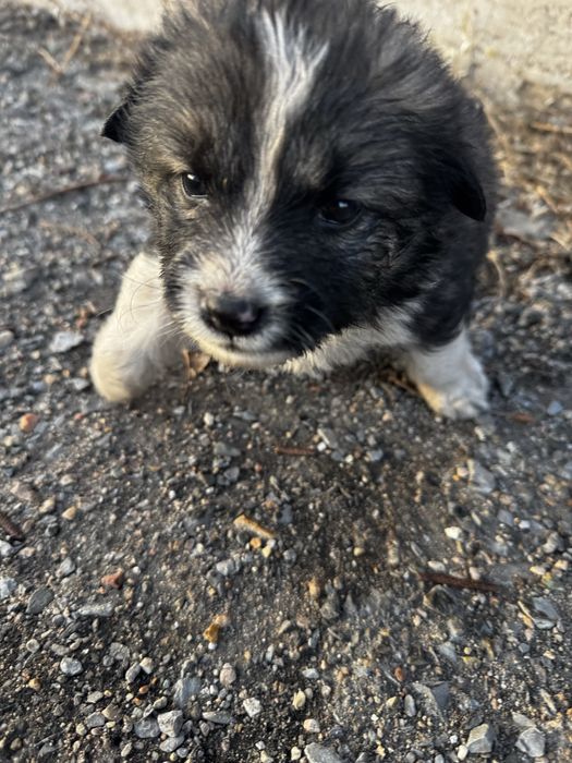 Отдам даром щенков