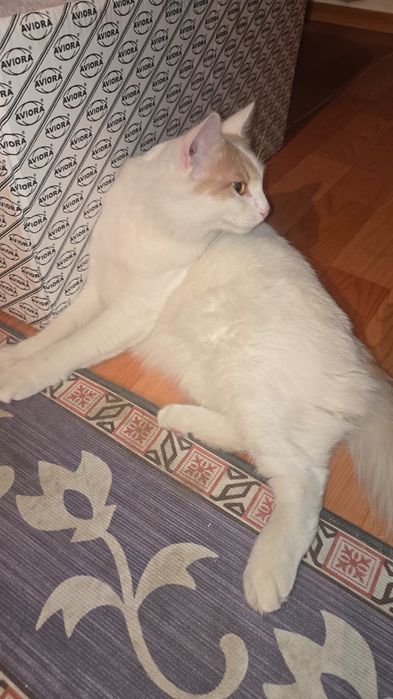 Кота отдам хороший руки