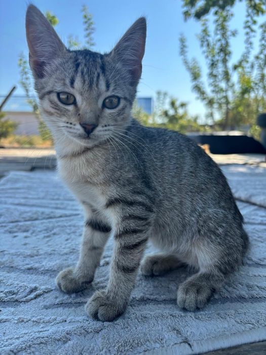 Котята в добрые руки бесплатно