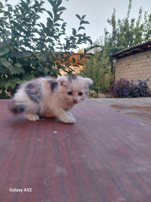 Хароший катйата.