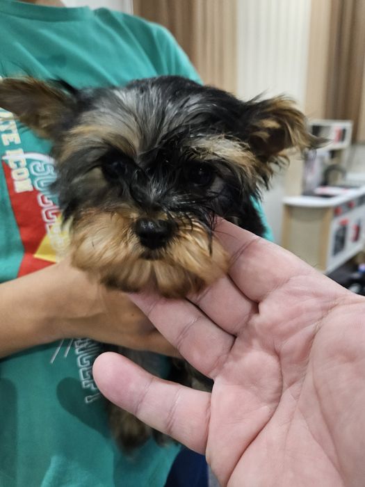 Продавам мини йоркита