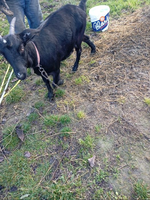 Vând trei capre și un țap!