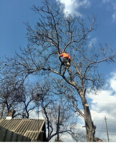 Дарахт кесиш Обрезка деревьев спилит деревия Daraxt kesish шакл бериш