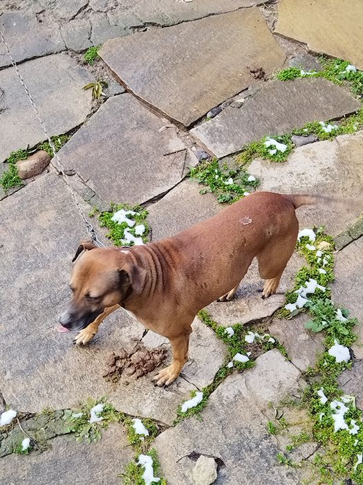 Подарявам куче питбул