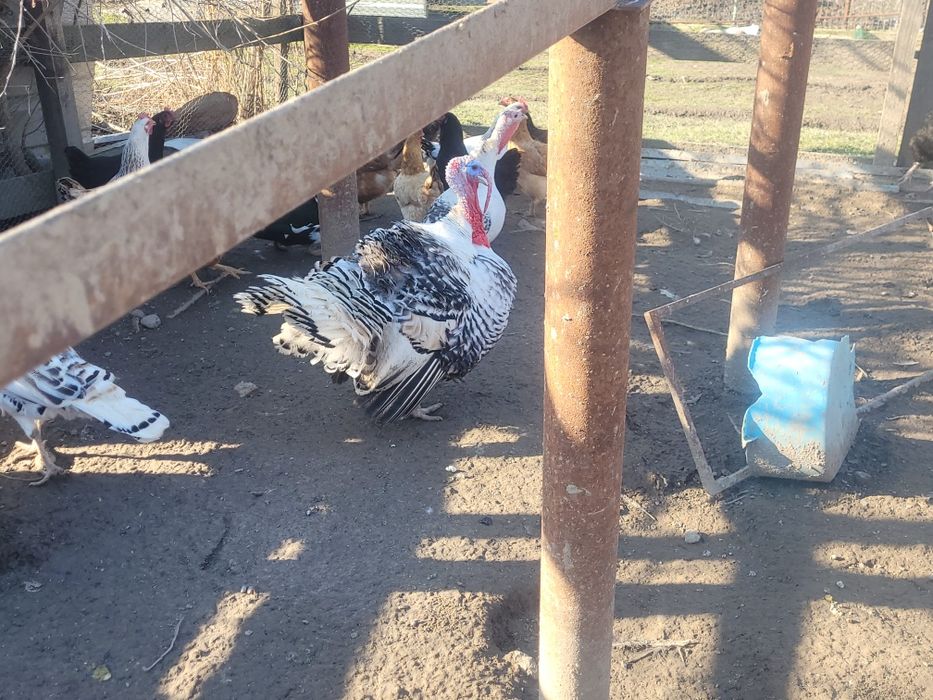 Vând păsări unele de rasa