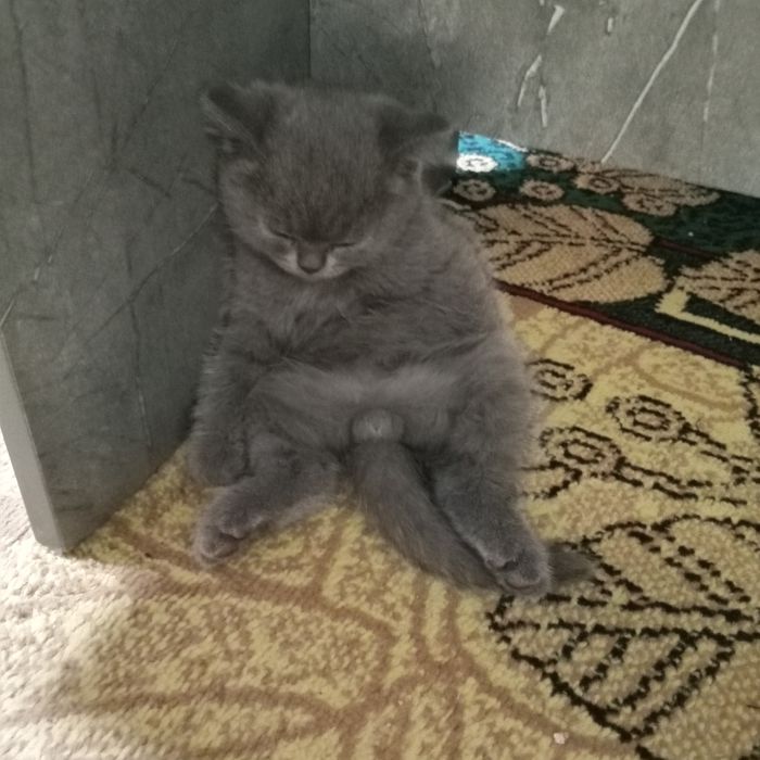 Продается котик игристый