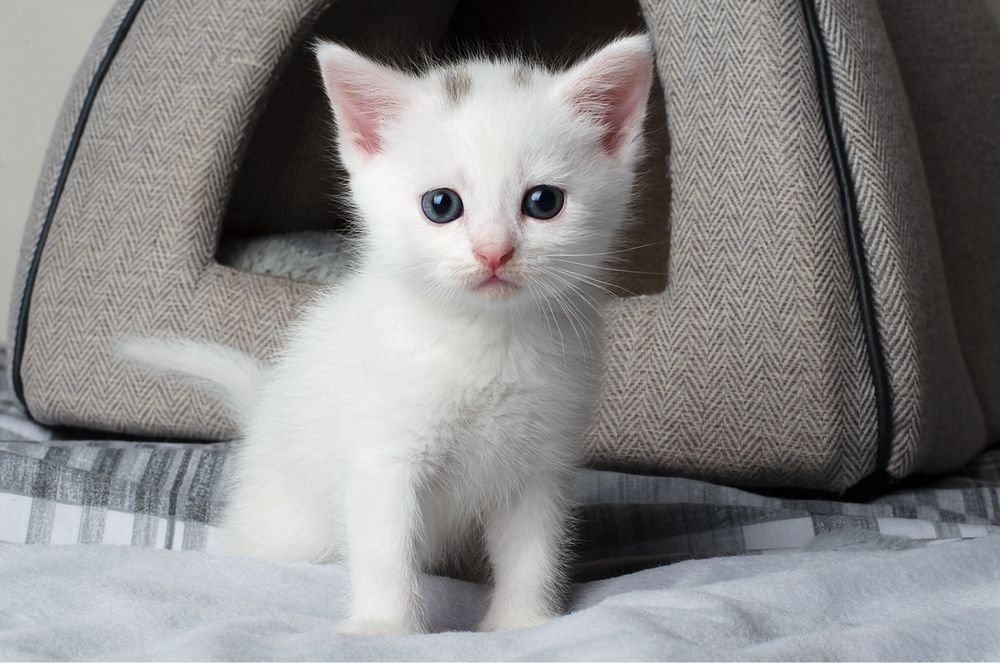 Turk Angora mushukchalari