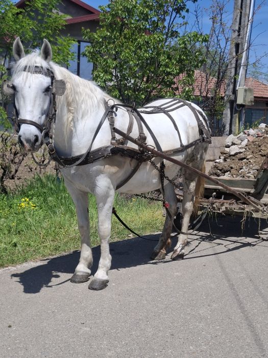 Cal de vânzare, iapă