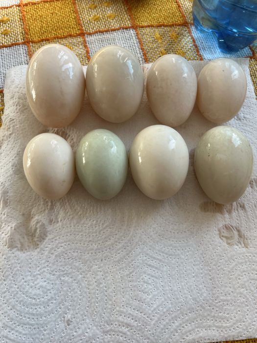 Ouă proaspete de rațǎ pentru consum sau incubat