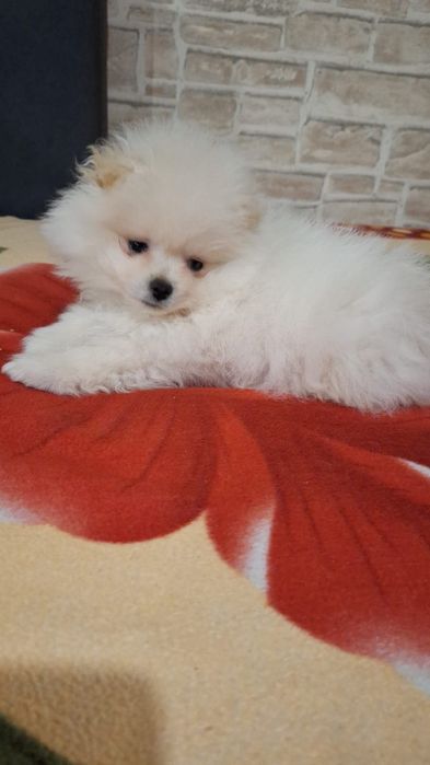 Pomeranian baietel alb