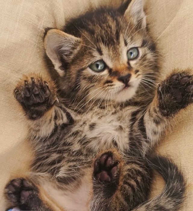 Котенок девочка приучена к лотку