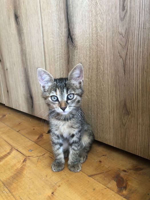 Pisici spre adoptie in Crevedia, in apropiere de Bucuresti, ii putem aduce si acasa.