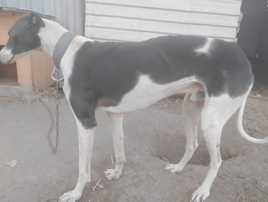 Грейхаунд продаю