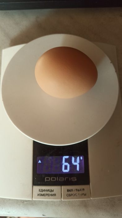 Куры цыплята яйца  Хан Хяп для инкубации