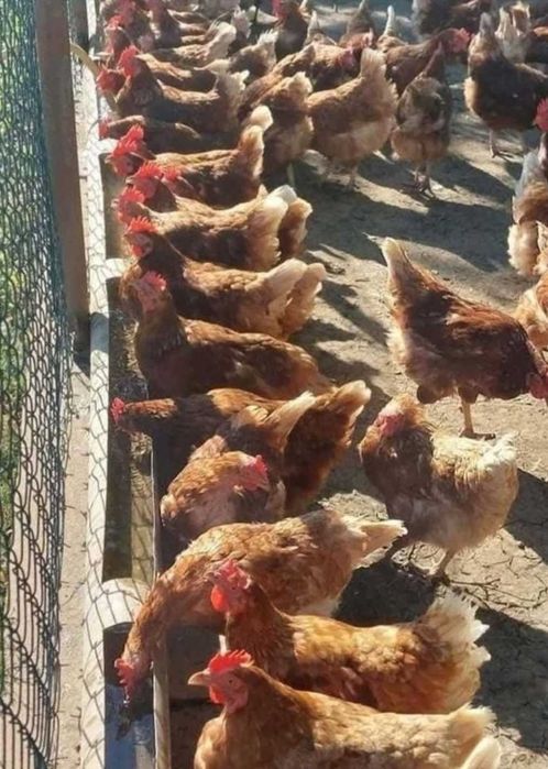 Puicute outoare tinere 12 luni sunt foarte bune de oua