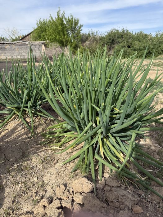 Продается зеленый лук