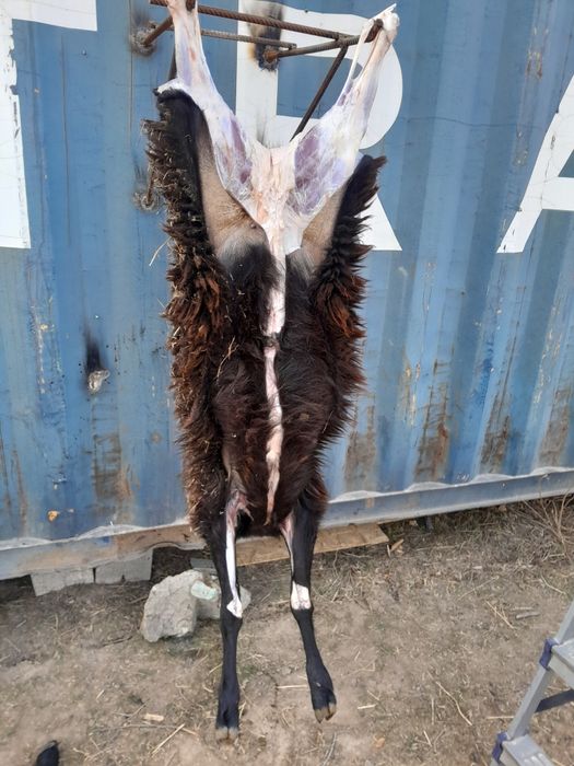 Мясо баранина доставка