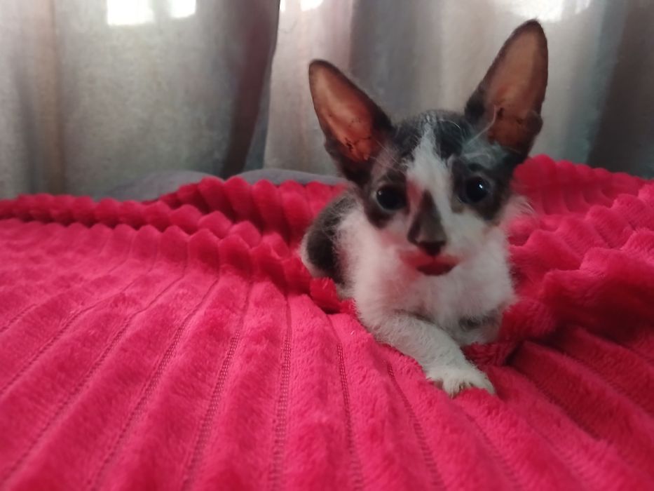 Продам котят сфинкс.  Браш.