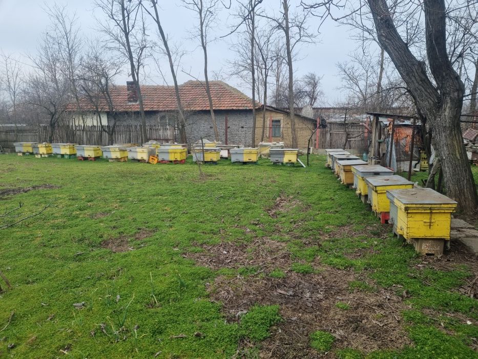 Stup albine  de vanzare