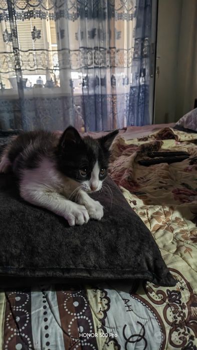 Котенок игривый к лотку приучен