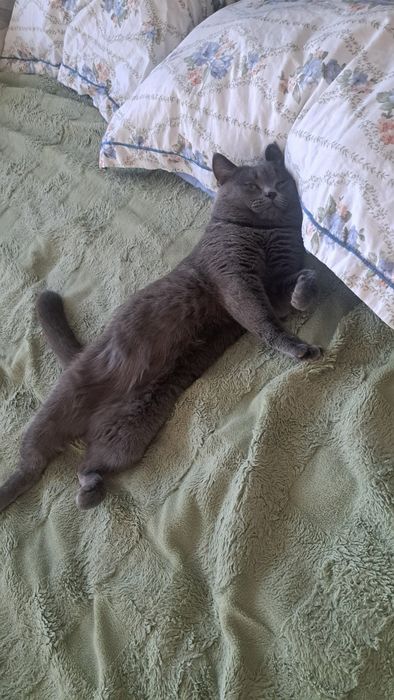 Нужна кошка для вязки