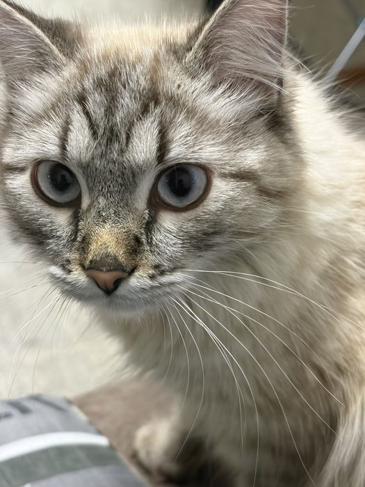 Кошка в хорошие руки