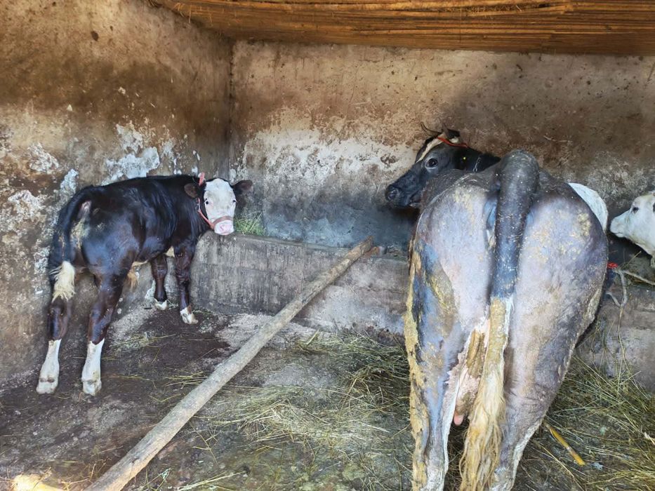 Vaci de vânzare de lapte