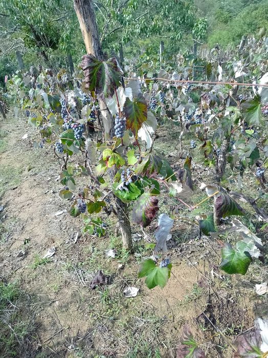 vita de vie si livada