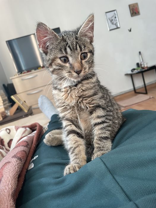 Pisica tigrata cuminte