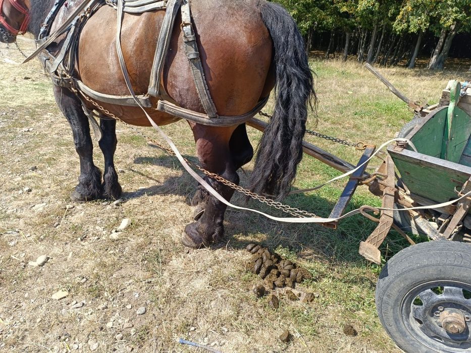 Armasar ce nu se sperie de mașini sau utilaje