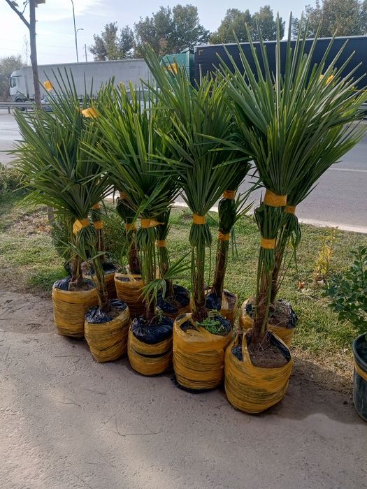 Archa dekarativni daraxtlar gazon landshaft dizayni ekish xizmati