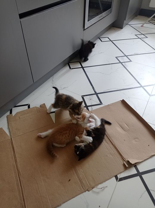 Котята ищут свой дом