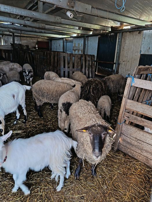 Oi suffolk ci miei și mielute