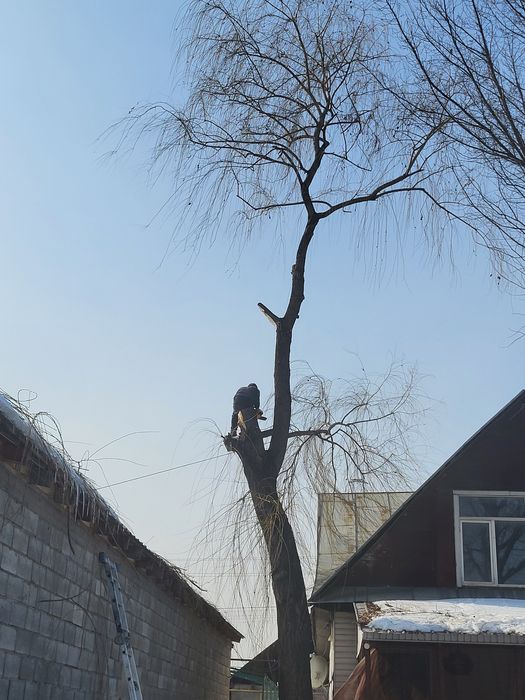 Спил деревьев обрезка плодовых деревьев