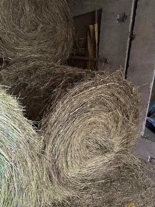 Шөп Сено рулоны продам