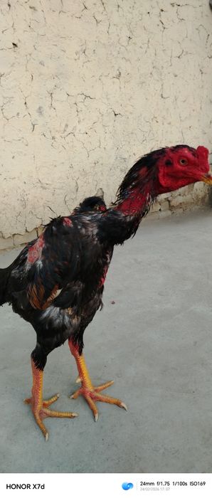 Тозза конли жужа