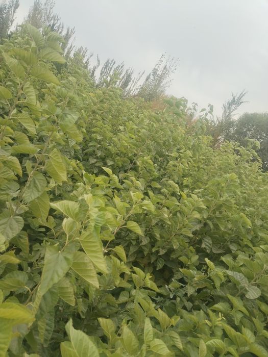 Tut ko'chat va tut urug'i sotiladi