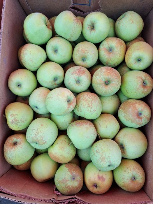 Vând mere diverse soiuri