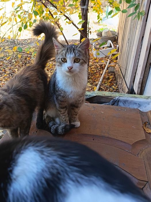 Котята в добрые руки