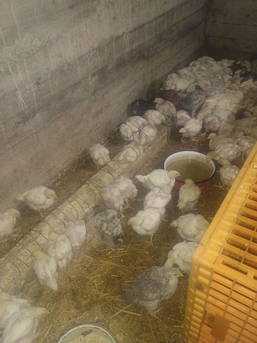 Pui de carne și rasa mixta