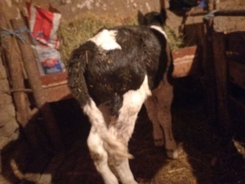 Продавам мъжко теле новородено