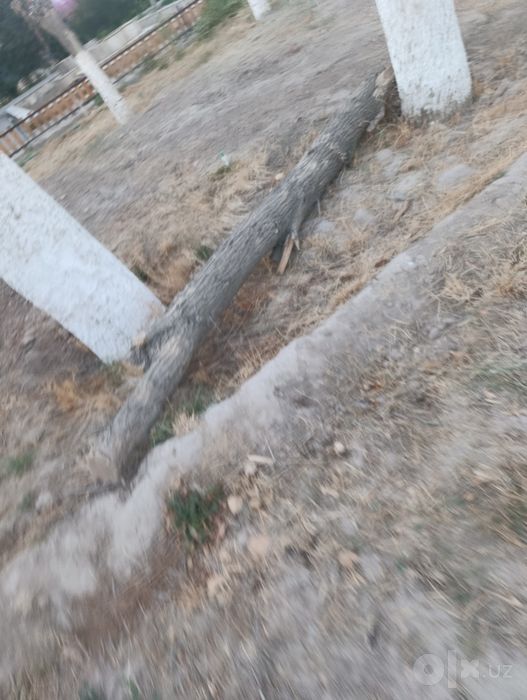 Katta miqdorda oʻtinlar sotiladi
