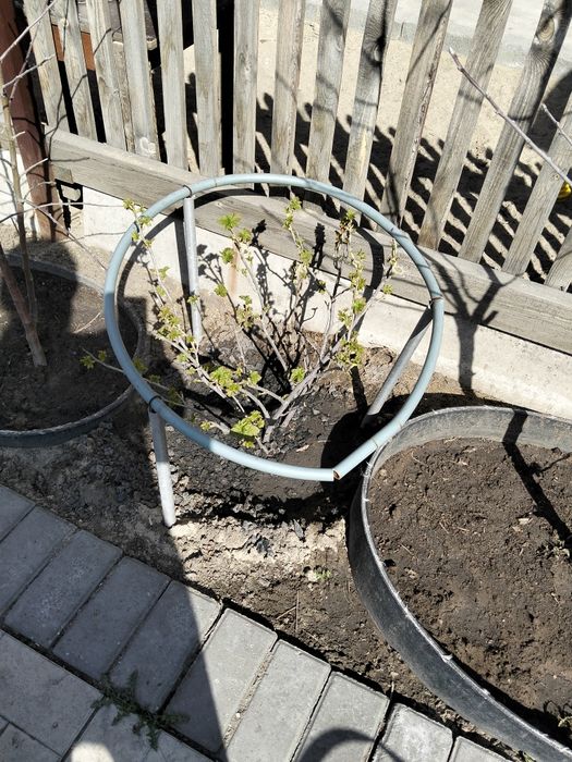 Кусты смородины.